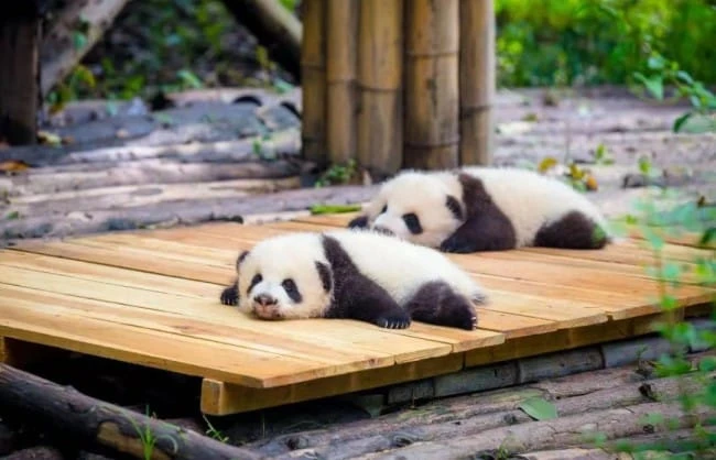 6 Days Exploration Tour of Chengdu – Chongqing – Yangtze River