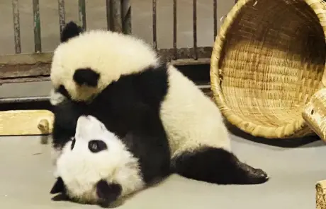 China panda tours
